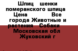 Шпиц - шенки померанского шпица › Цена ­ 20 000 - Все города Животные и растения » Собаки   . Московская обл.,Жуковский г.